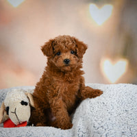 Toy Poodle