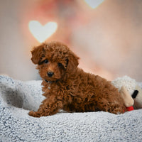 Toy Poodle