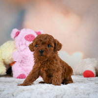 Toy Poodle