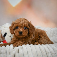 Toy Poodle