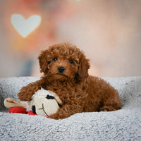 Toy Poodle