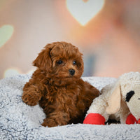 Toy Poodle