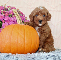 Toy Poodle