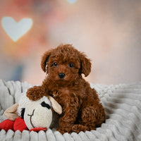 Toy Poodle