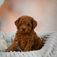 Toy Poodle