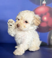 Toy Poodle