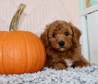 Toy Poodle
