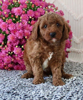 Toy Poodle