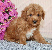 Toy Poodle