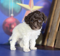 Toy Poodle