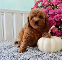Toy Poodle