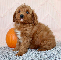 Toy Poodle