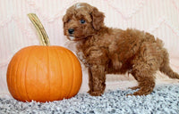 Toy Poodle