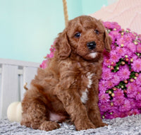 Toy Poodle