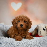 Toy Poodle