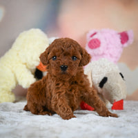 Toy Poodle