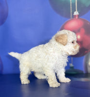 Toy Poodle