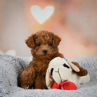 Toy Poodle