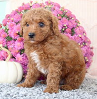 Toy Poodle