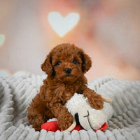 Toy Poodle