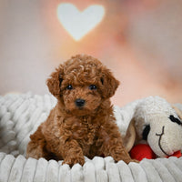 Toy Poodle