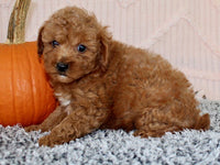 Toy Poodle
