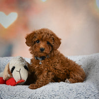 Toy Poodle