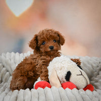 Toy Poodle