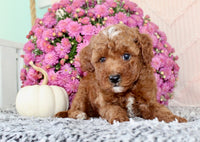 Toy Poodle
