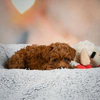 Toy Poodle