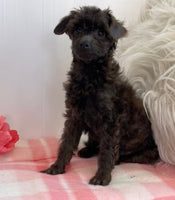 Toy Poodle