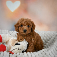 Toy Poodle