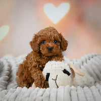 Toy Poodle