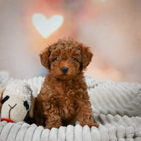 Toy Poodle