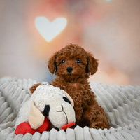 Toy Poodle