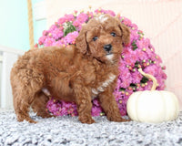 Toy Poodle