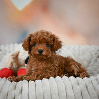 Toy Poodle