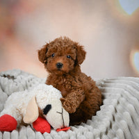 Toy Poodle