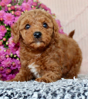 Toy Poodle