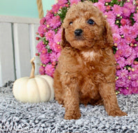 Toy Poodle