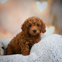 Toy Poodle