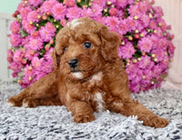 Toy Poodle