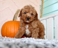 Toy Poodle