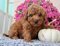 Toy Poodle
