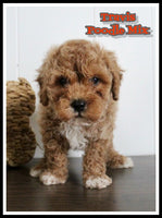 Travis Male Cavapoochon $1200