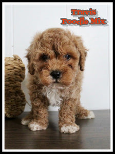 Cavapoochon