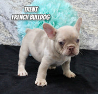 Trent Male AKC French Bulldog $1700