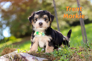 Morkie