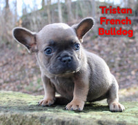 French Bulldog