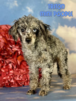 Triton Male ACA Mini Poodle $1105